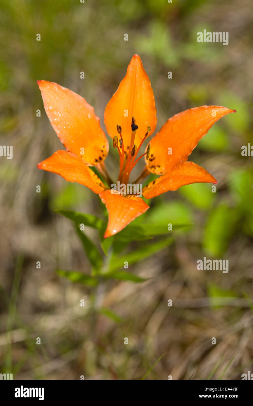 Western Wood Lily fleur qui s'épanouit en été Banque D'Images