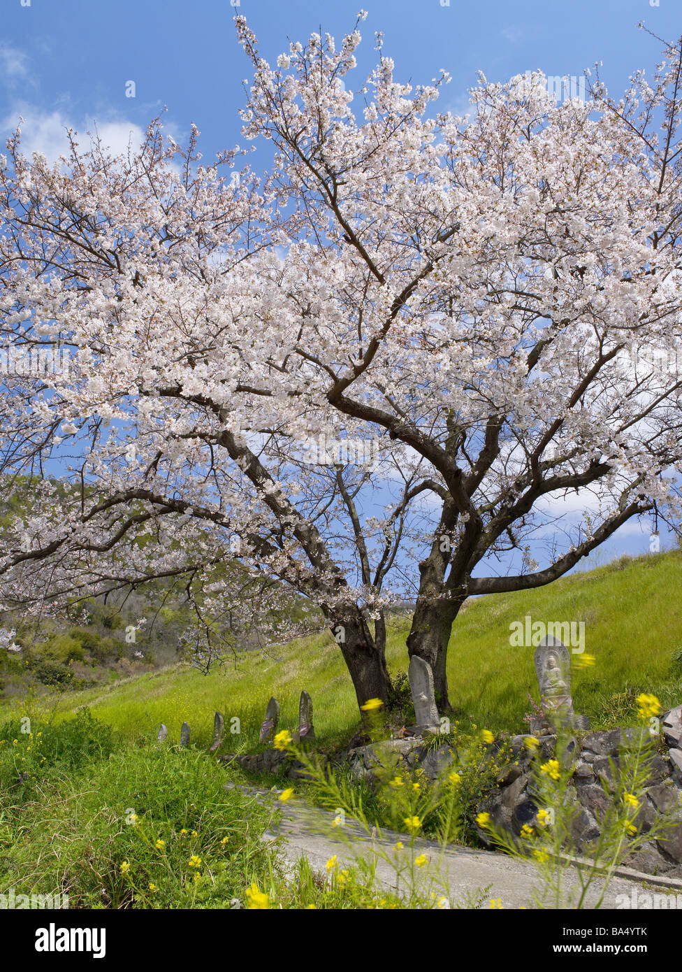 Arbre de cerise Yoshino au printemps Banque D'Images