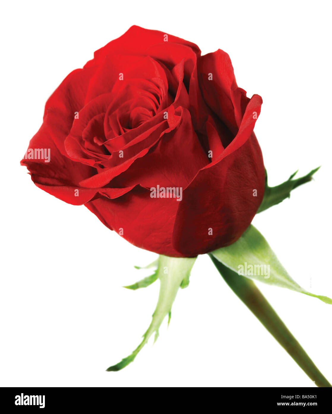 Une rose blossoming succursale d'une rose rouge aux couleurs vives bud Banque D'Images