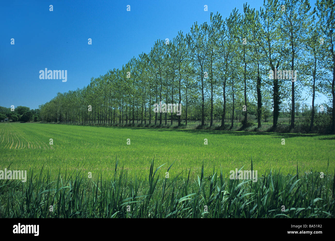 Les champs de riz ou des rizières et des arbres comme brise-vent en Camargue, Provence, France Banque D'Images