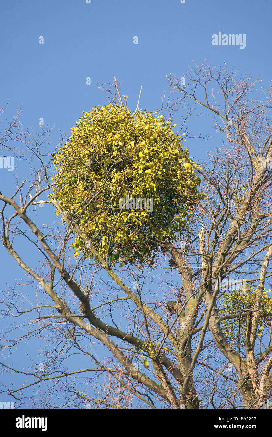 Le gui croissant dans le haut d'un arbre Banque D'Images