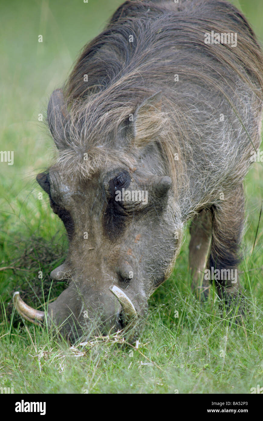 Phacochère - Phacochoerus aethiopicus Banque D'Images