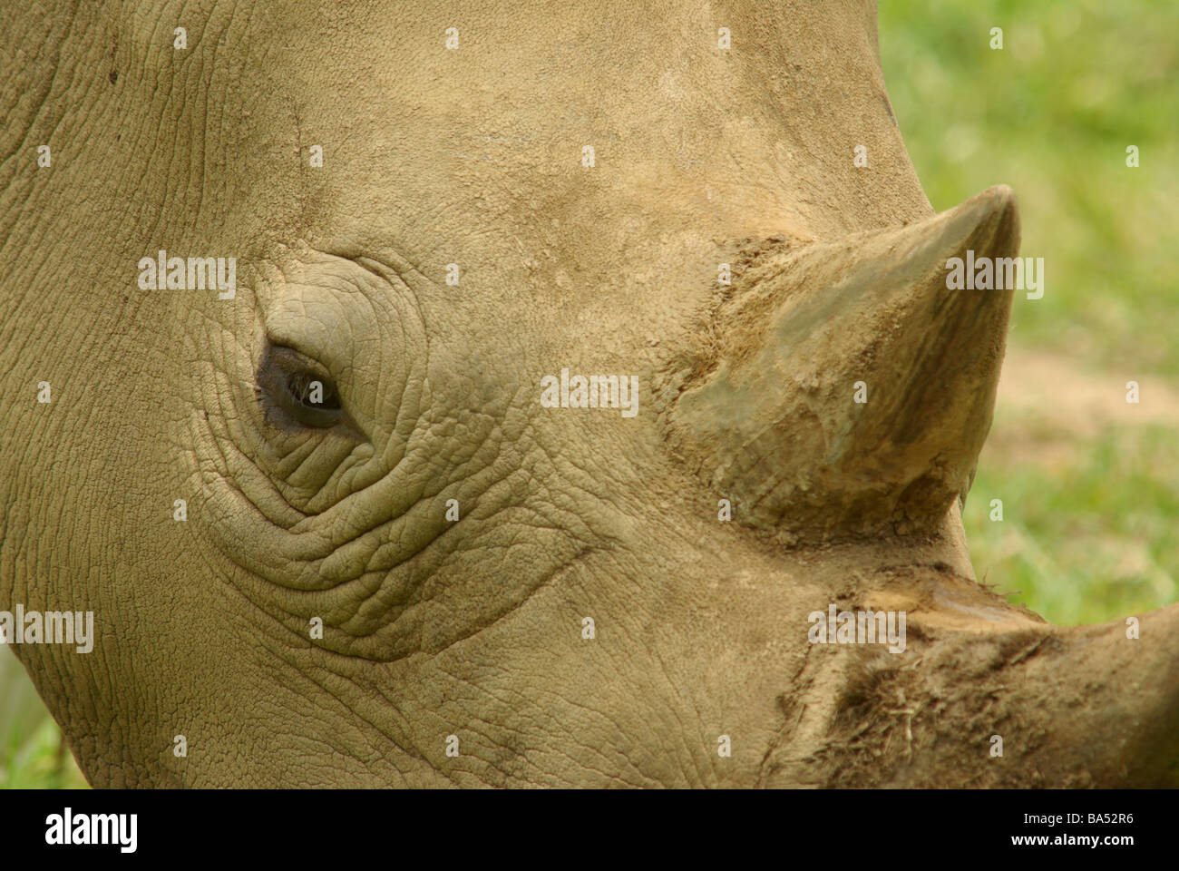 Le rhinocéros blanc - Ceratotherium simum Banque D'Images