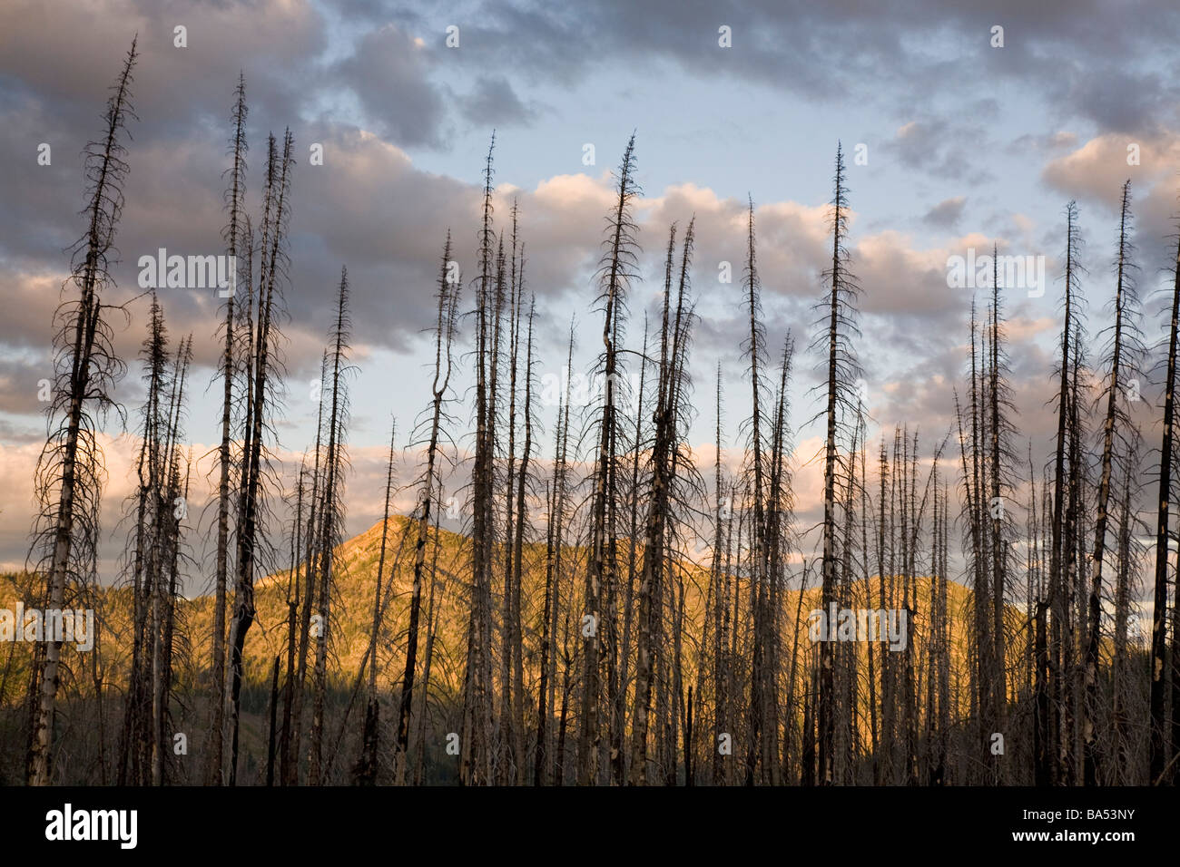 USA, Washington, Mt Baker Snoqualmie National Forest, Harts Pass - feu de forêt Banque D'Images