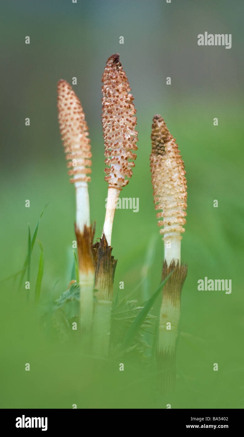 Grande Prêle (Equisetum telmateia) sur le bord de la route Banque D'Images