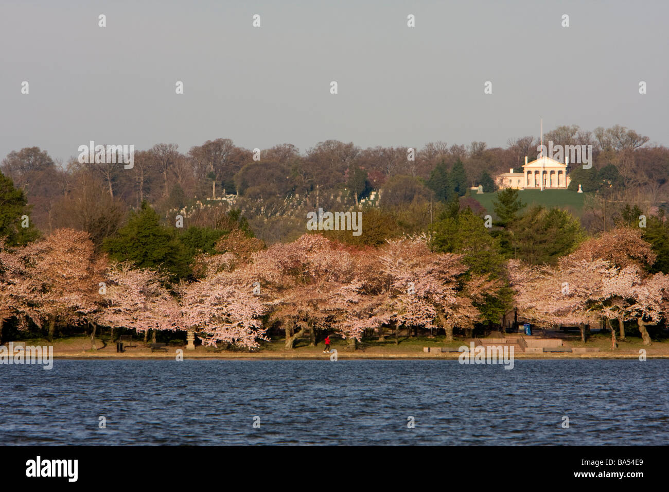 Le cimetière d'Arlington, les cerisiers en fleurs le long du bassin de marée, Custis-Lee Mansion sur la colline. Washington, D.C. Banque D'Images