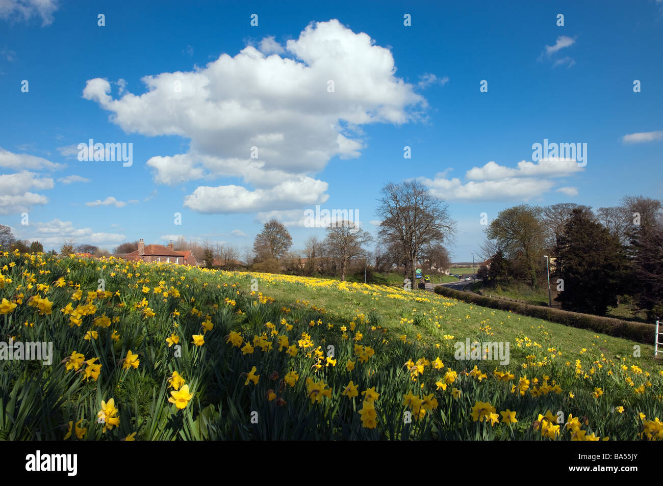 Domaine de jonquilles et un ciel bleu ,'East Riding ', en Angleterre, 'Grande-bretagne' 'United Kingdom Banque D'Images