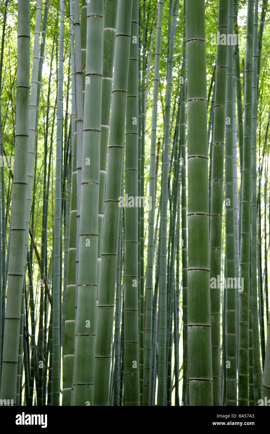 Forêt de bambou dans Kyoto Arashiyama Kansi Japon Banque D'Images