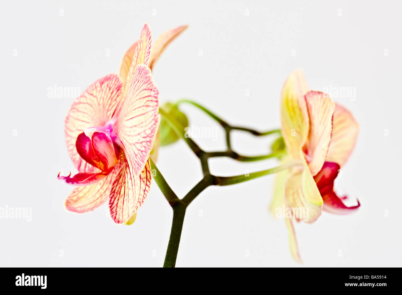 Détail de l'orchidée phalaenopsis Banque D'Images