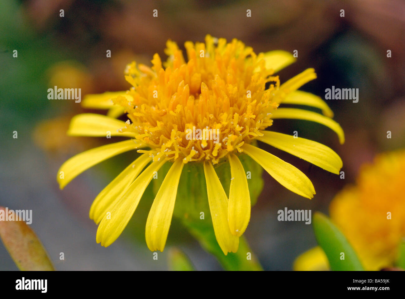 Port de plaisance, de la famille des Astéracées Inula Inula, marina, Asteraceae, Putzu Idu dune, Oristano, Sardaigne, Italie Banque D'Images