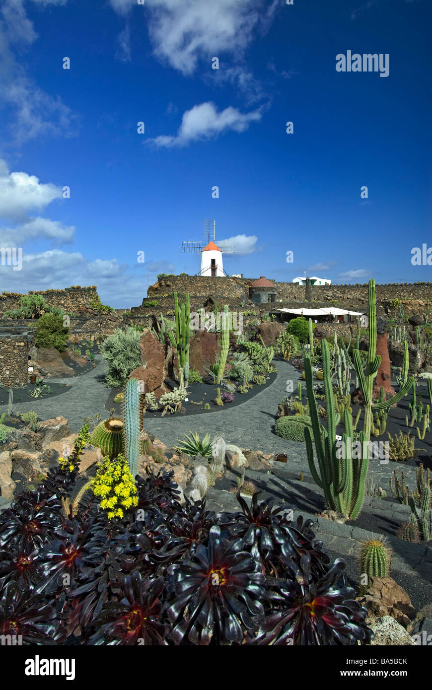 Jardin de cactus, jardin de cactus à Guatiza, moulin à Lanzarote Iles Canaries Espagne Banque D'Images