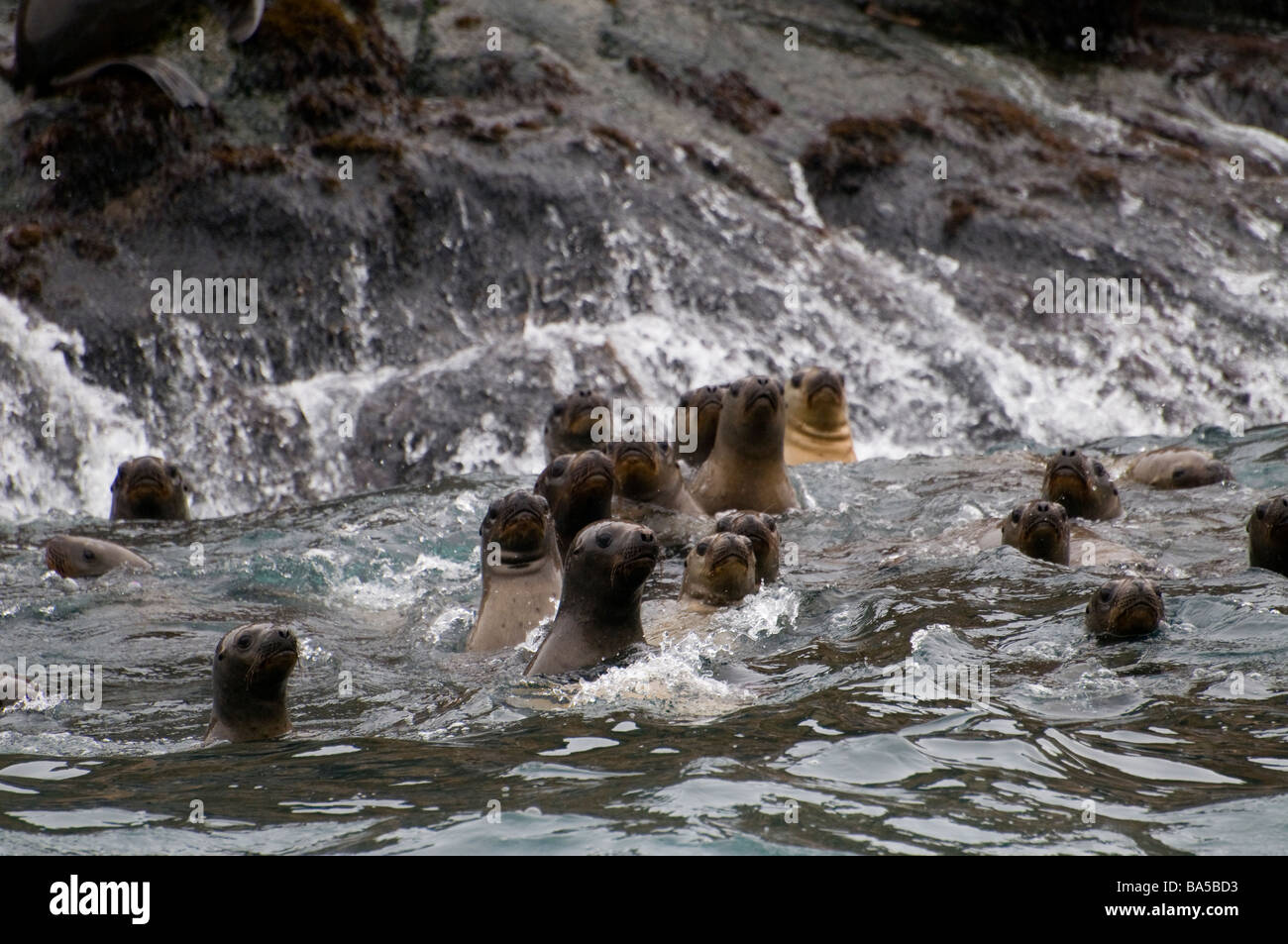SOUTH AMERICAN SEALION Otaria flavescens byronia îles Palomino Callao Lima Pérou WILD Banque D'Images