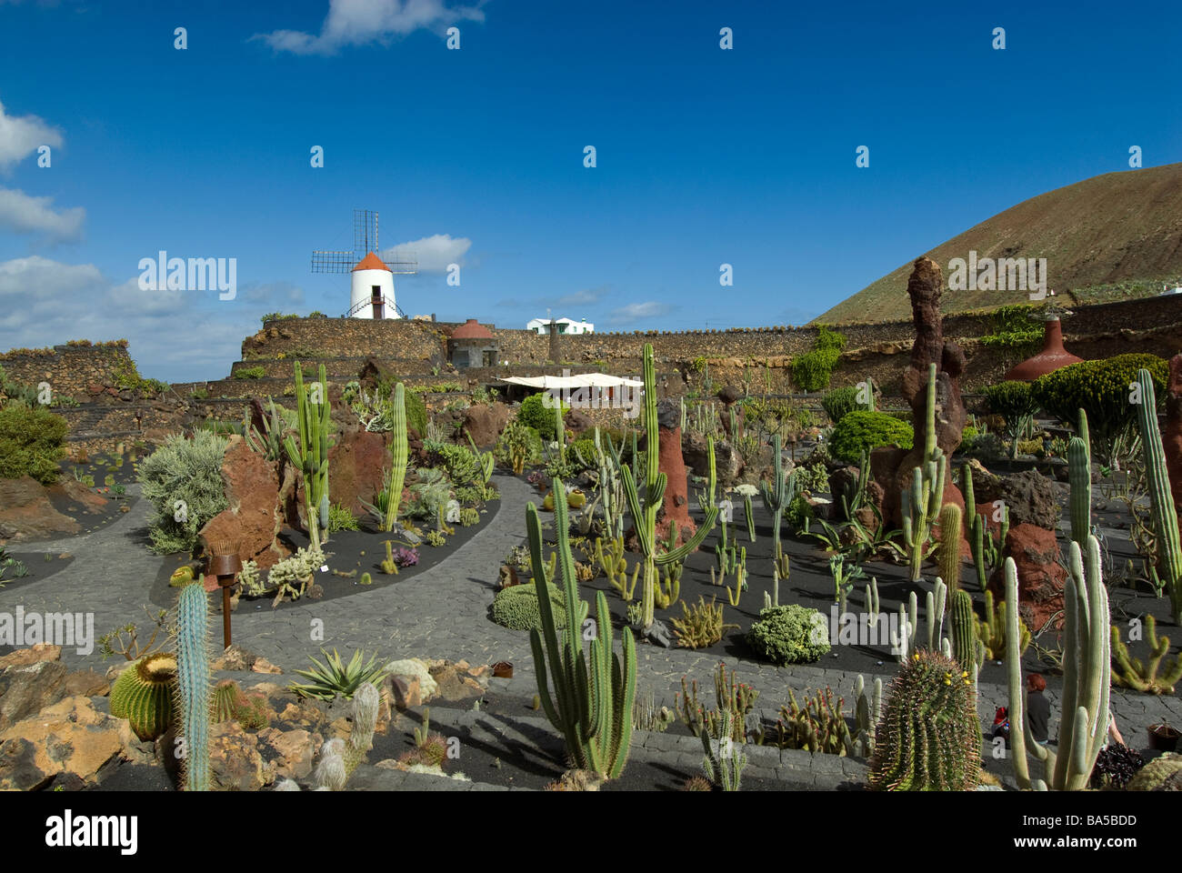 Jardin de cactus, jardin de cactus à Guatiza, moulin à Lanzarote Iles Canaries Espagne Banque D'Images
