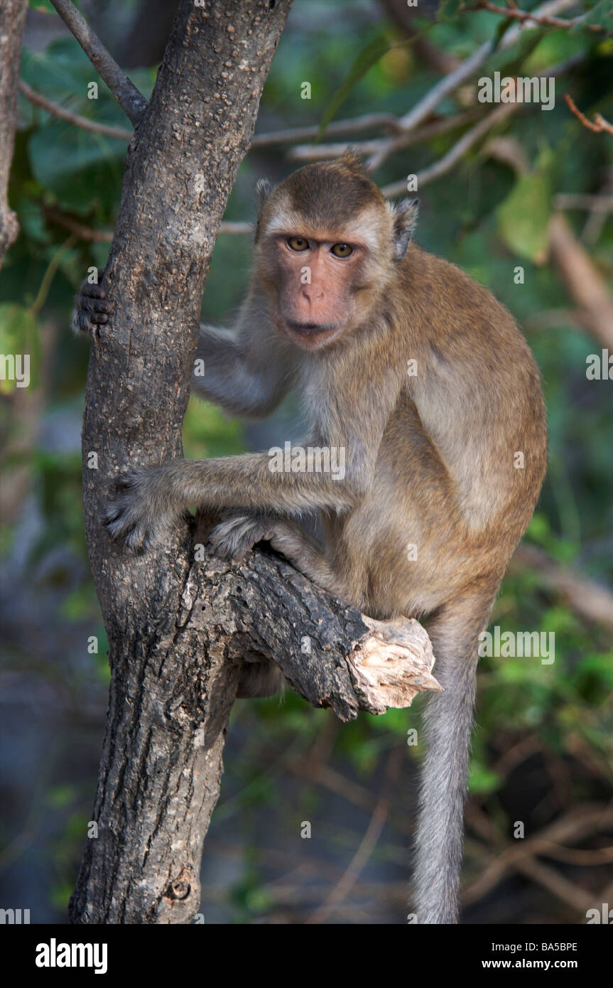Le Macaque Macaca fascicularis manger du crabe Banque D'Images