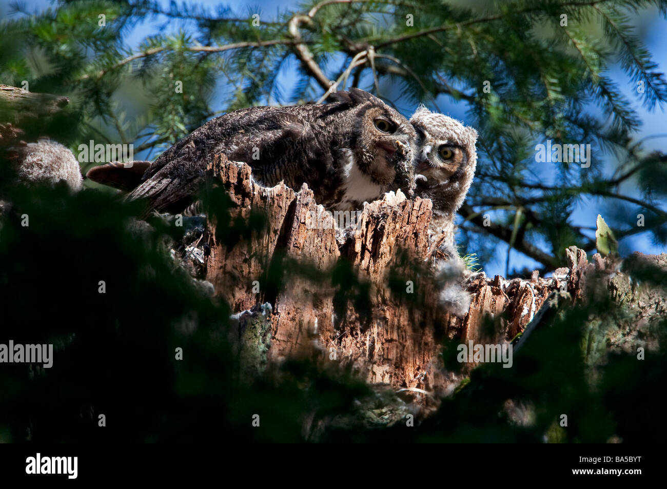 Grand-duc d'Amérique Bubo virginianus & phalène, perché sur son nid sur souche d'arbre mort à Beaver Lake Park Victoria Vancouver Island BC Banque D'Images