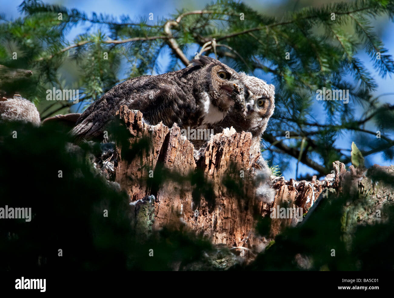 Grand-duc d'Amérique Bubo virginianus & phalène, perché sur son nid sur souche d'arbre mort à Beaver Lake Park Victoria Vancouver Island BC Banque D'Images