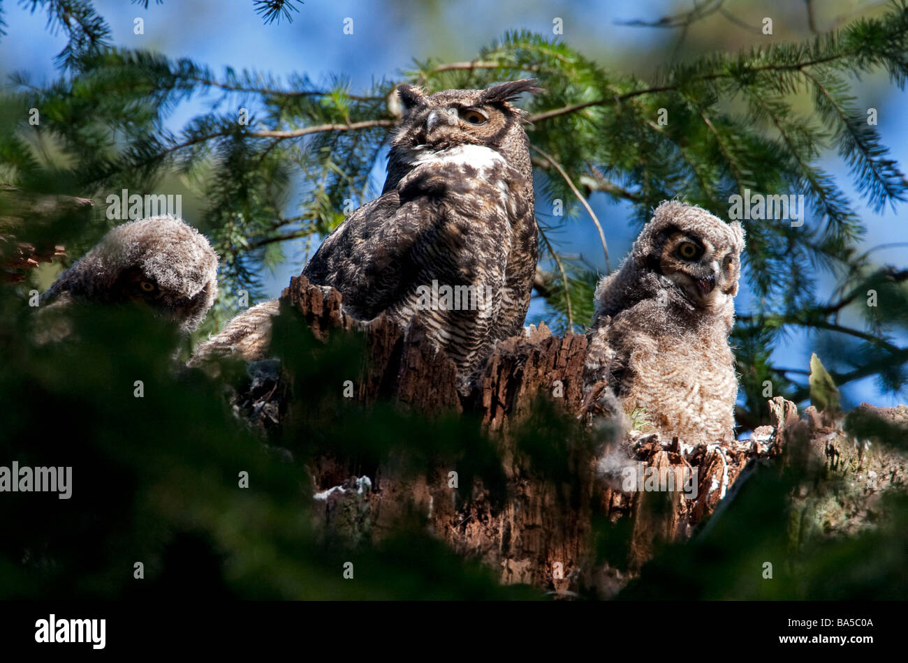 Owlets & Grand-duc d'Amérique Bubo virginianus, perché sur son nid sur souche d'arbre mort à Beaver Lake Park Victoria Vancouver Island BC Banque D'Images