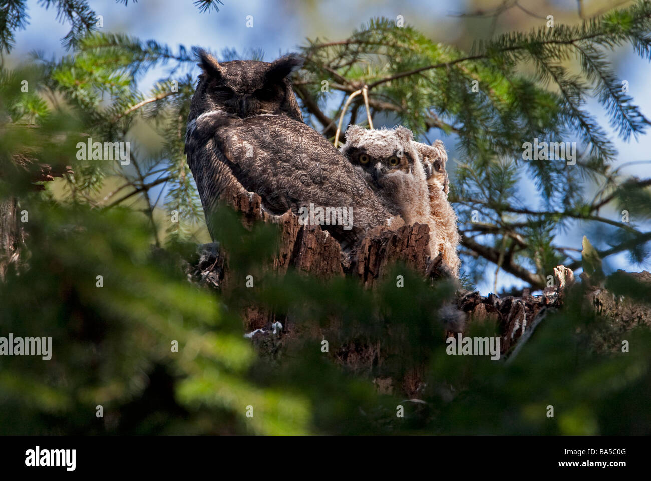 Owlets & Grand-duc d'Amérique Bubo virginianus, perché sur son nid sur souche d'arbre mort à Beaver Lake Park Victoria Vancouver Island BC Banque D'Images