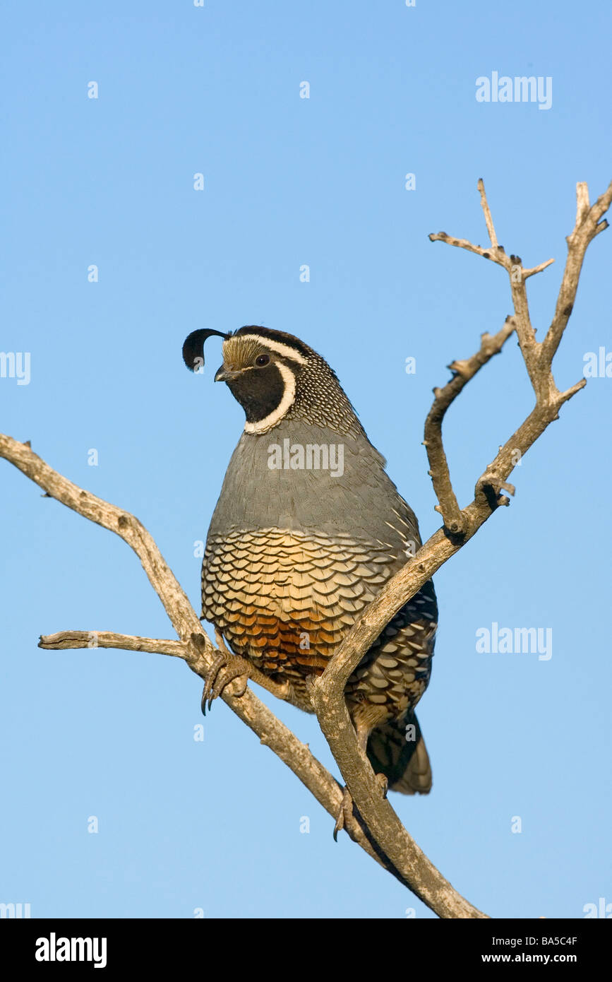 Colin de Californie Banque D'Images