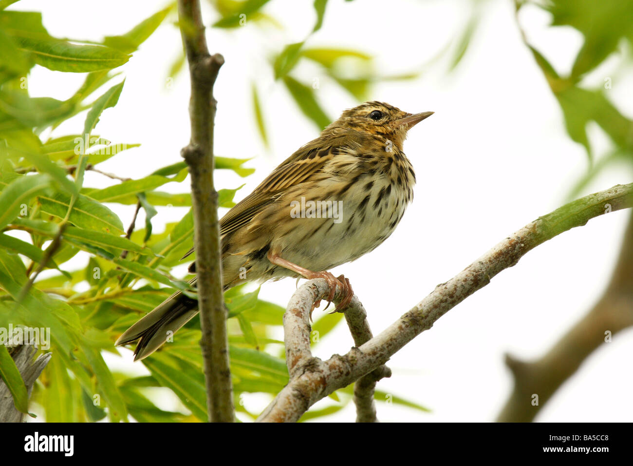 Arbre indien - pipit Anthus hodgsoni yunnanensis Banque D'Images