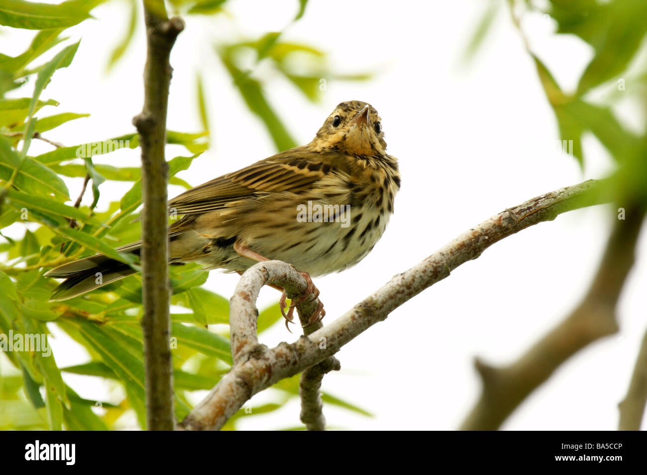 Arbre indien - pipit Anthus hodgsoni yunnanensis Banque D'Images