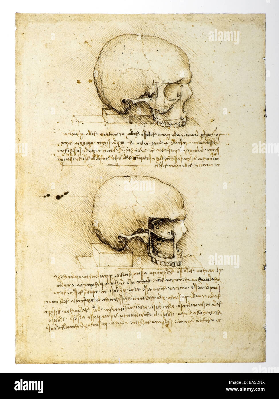 Les études anatomiques du crâne humain par Leonardo da Vinci Banque D'Images