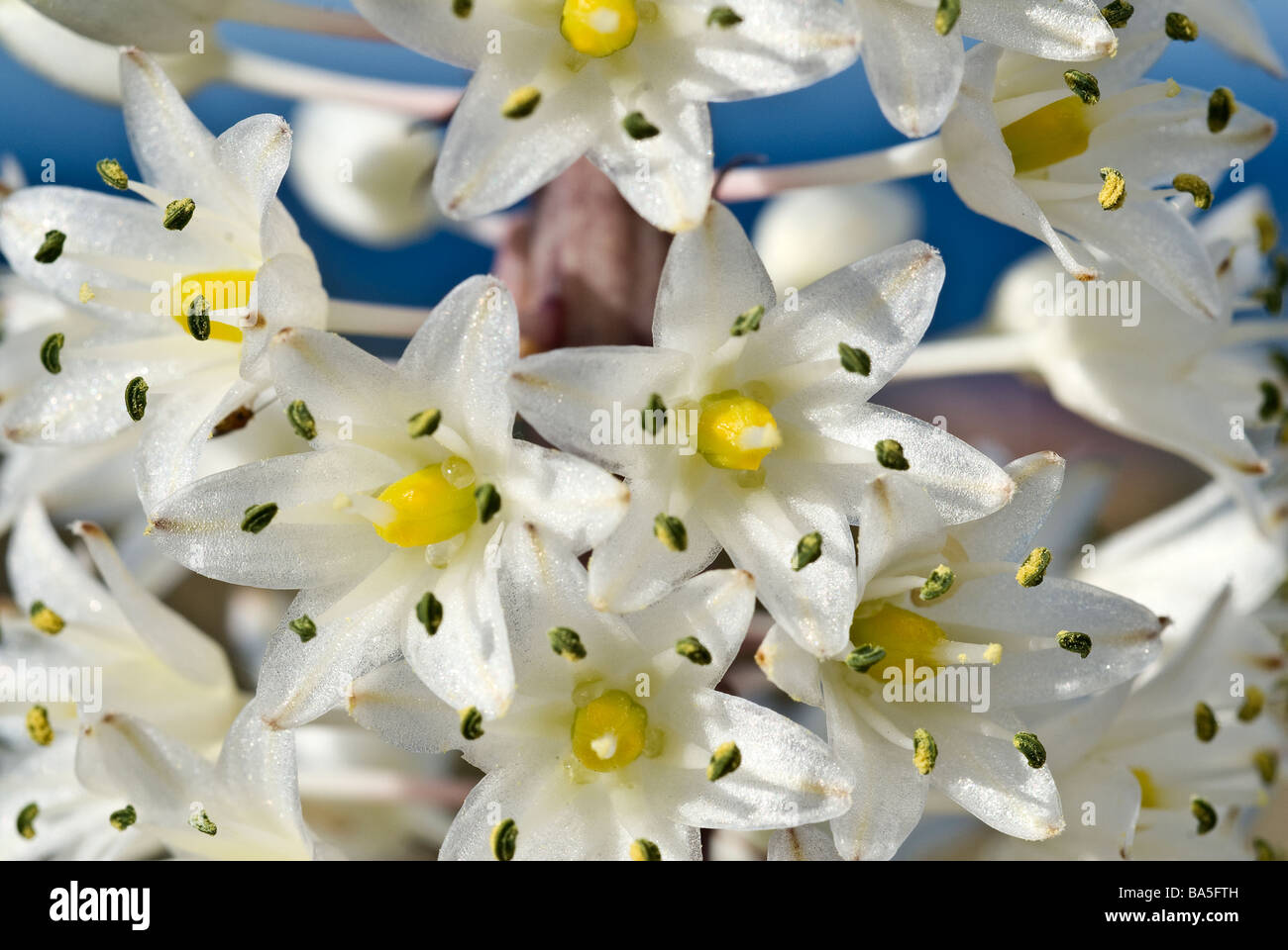 Squill mer Urginea maritima, Liliaceae, l'île de Capraia, Toscane, Italie Banque D'Images