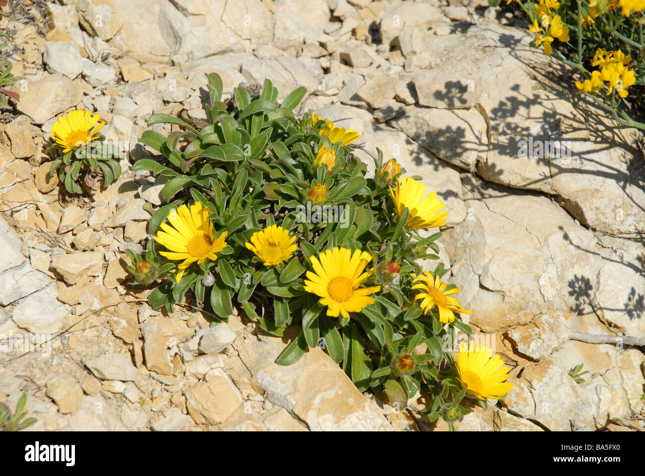 Aster de la mer Jaune, Cap Prim, Javea, Alicante Province, Comunidad Valenciana, Espagne Banque D'Images