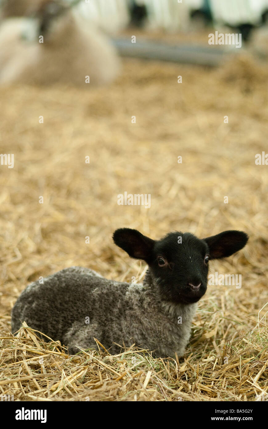 À face noire bébé agneau couché dans la paille Banque D'Images