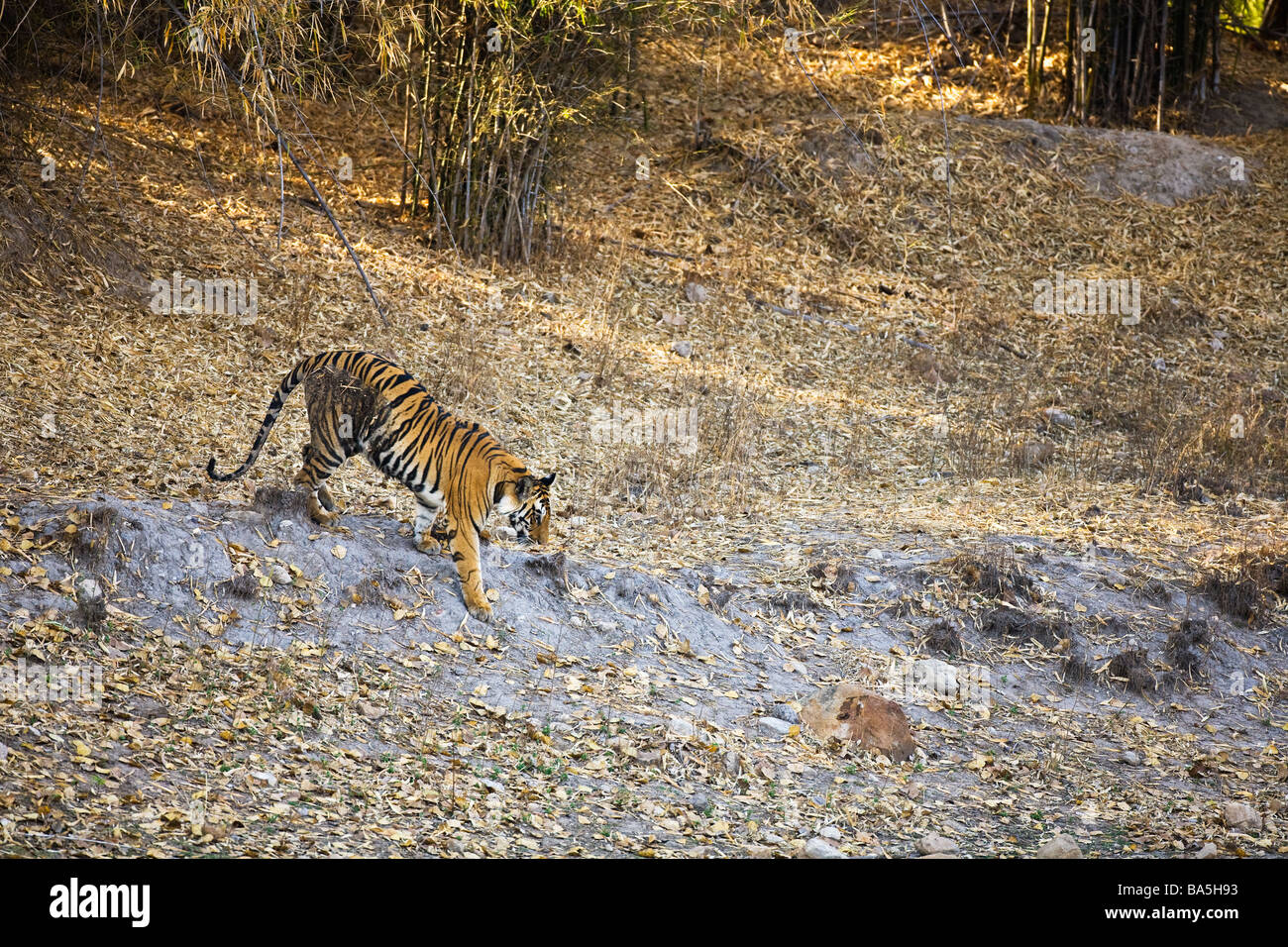 Tigre du Bengale Royal sauvage dans le Madhya Pradesh Bandhavgarh Parc national du nord de l'Inde Asie Banque D'Images