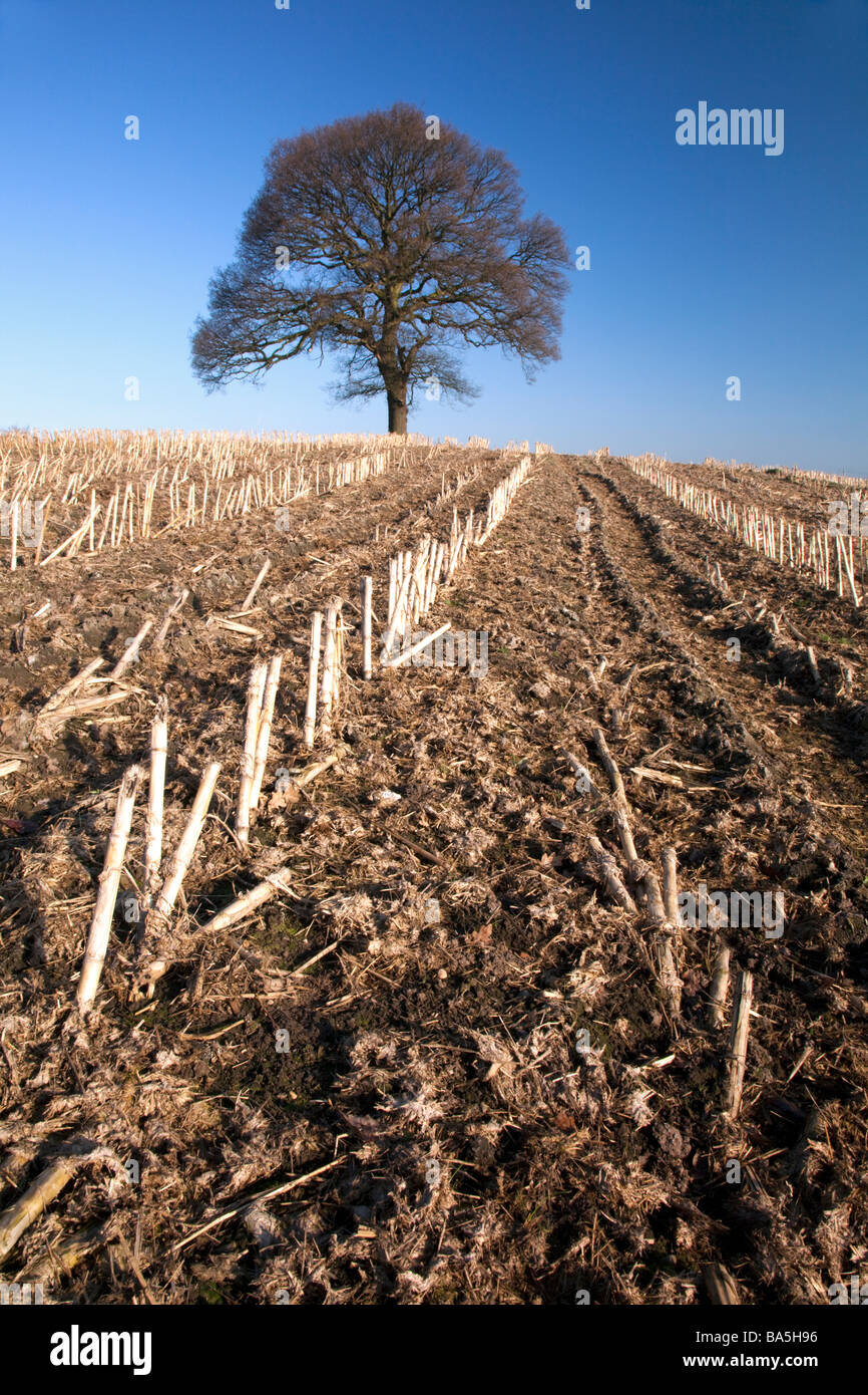 Matin voir de lone Oak tree dans un champ de maïs récoltés au printemps près de la piste de grès à Bickerton, Cheshire Banque D'Images Matin voir de lone Oak tree dans un champ de maïs récoltés au printemps près de la piste de grès à Bickerton, Cheshire Banque D'Images
