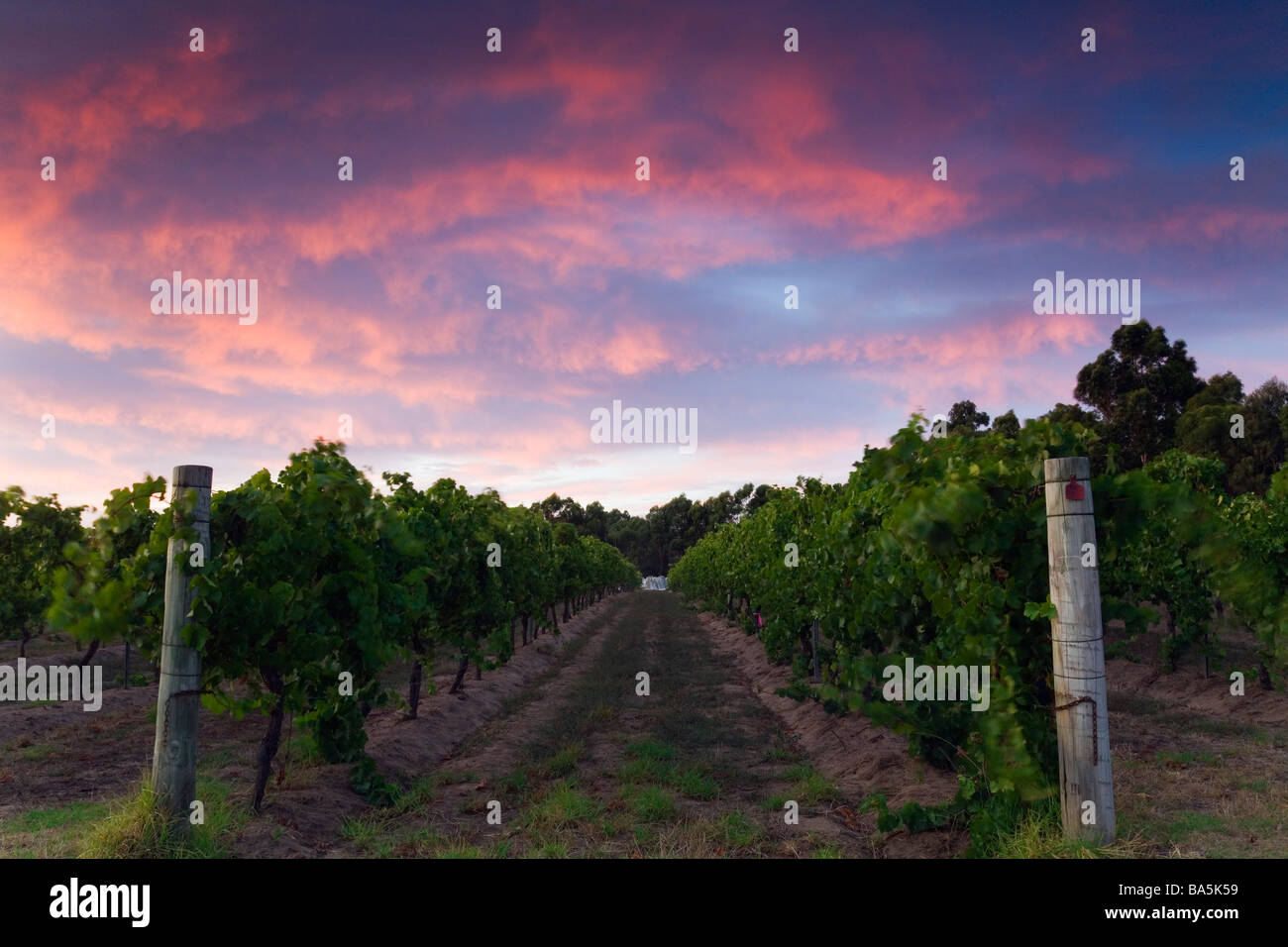 Crépuscule dans les vignes à Wilyabrup, dans la célèbre région viticole de Margaret River, Australie-Occidentale, Australie Banque D'Images