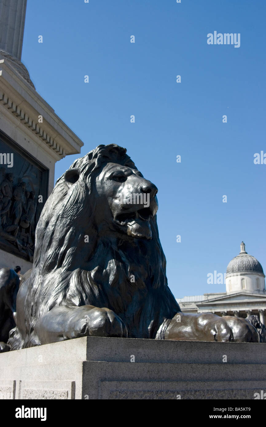 L'une des quatre statues de lion en bronze de Landseer par au pied de la Colonne Nelson, Trafalgar Square, Londres Banque D'Images