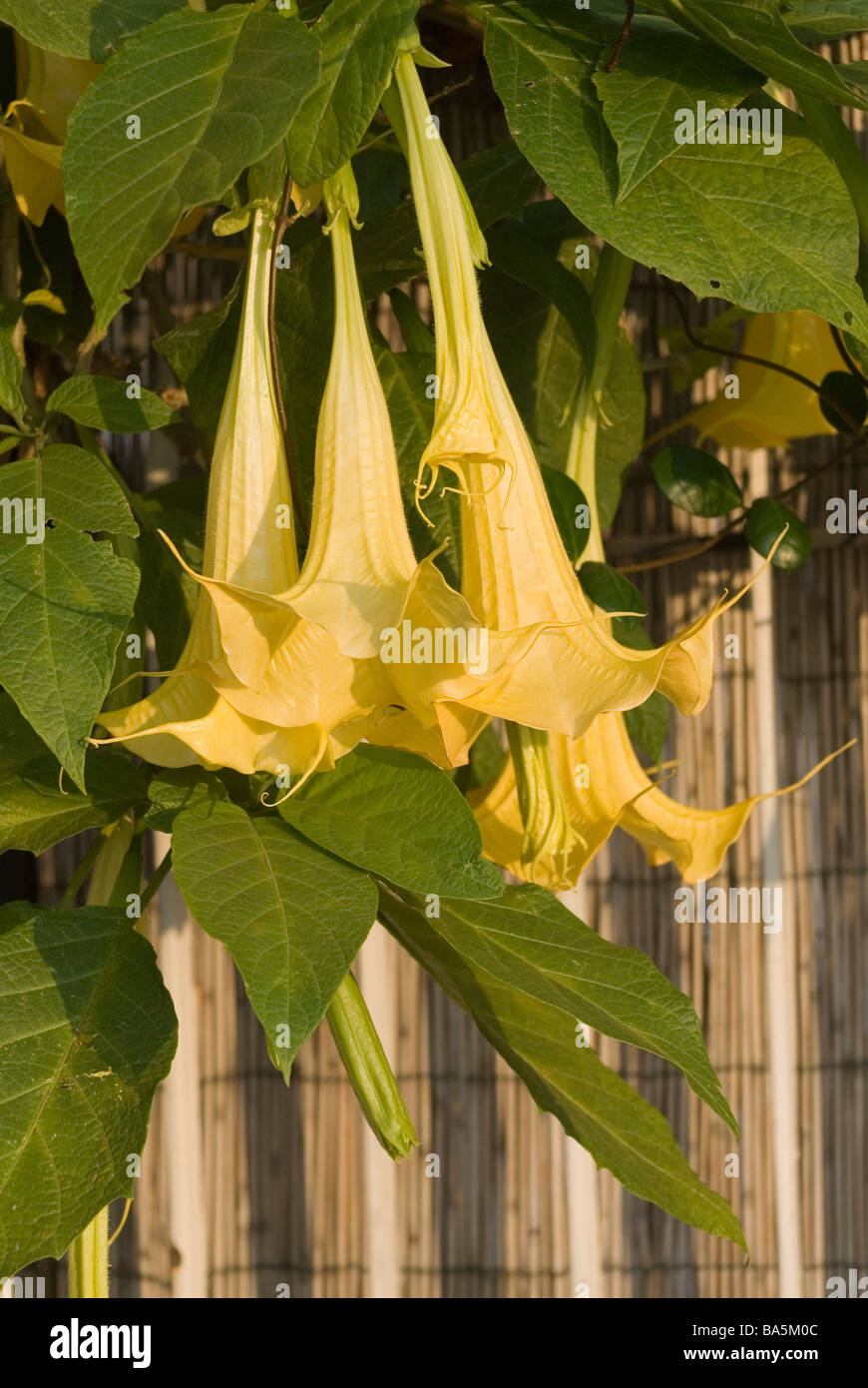 Angel's Trumpet Brugmasia (Datura) aurea Solanaceae Banque D'Images