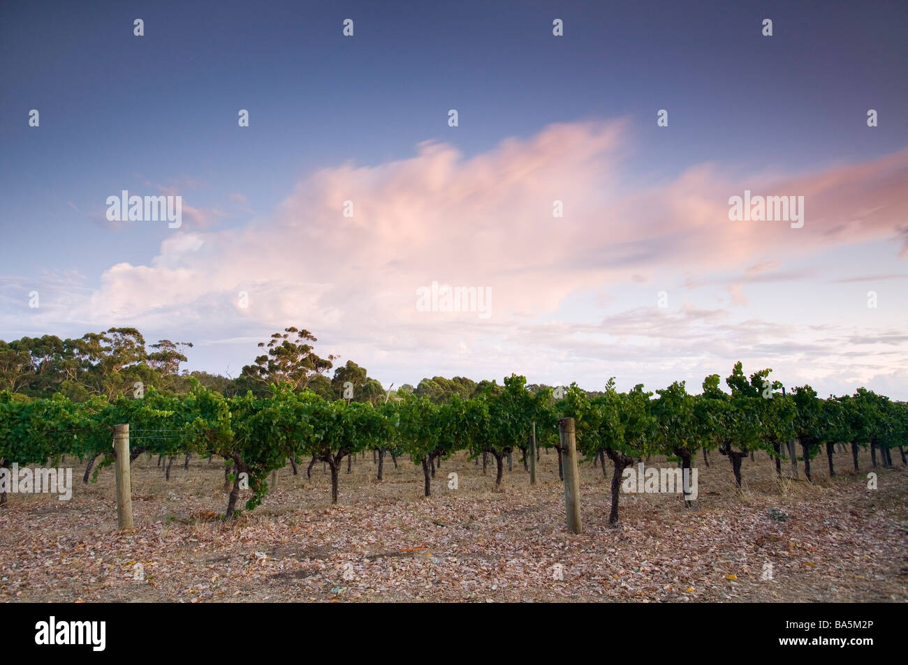 À l'aube dans les vignes. Margaret River, Australie-Occidentale, Australie Banque D'Images