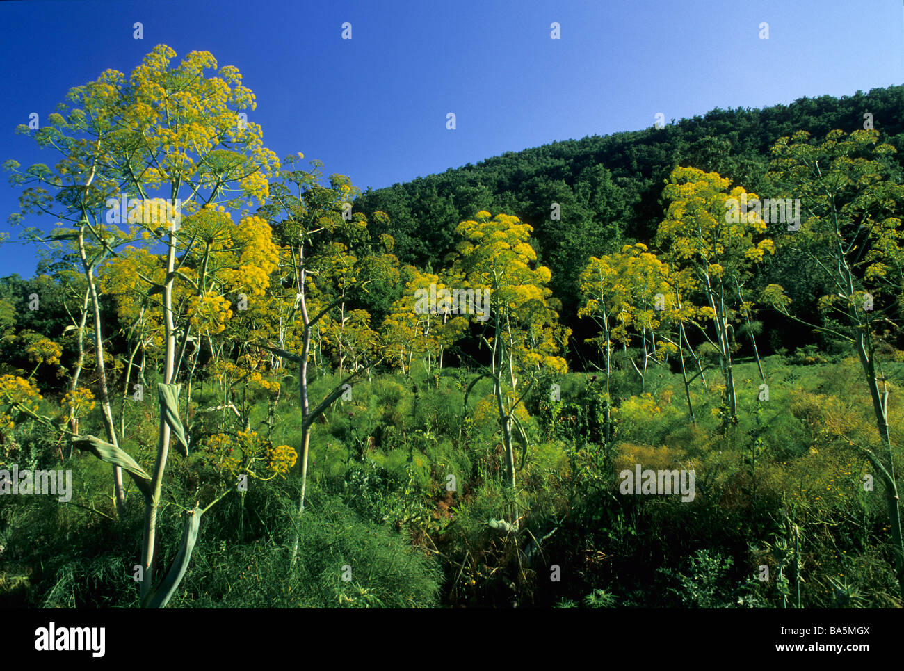 Ferula ammoniacum africains communis, inflorescence, Umbrellaceae Montagnes Tolfa, Viterbo, Italie Banque D'Images