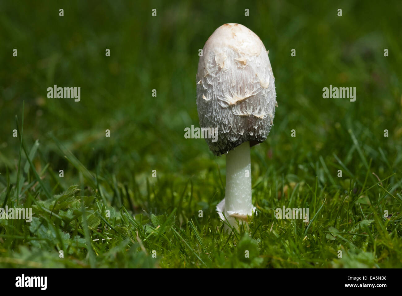 Champignons sauvages poussant sur une pelouse Banque D'Images