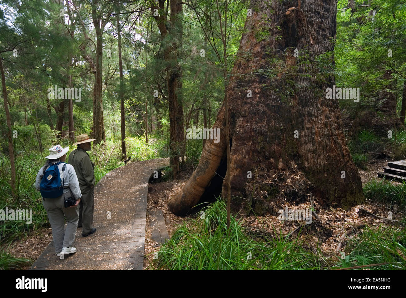 Boardwalk Empire Antique. Walpole-Nornalup National Park, Australie occidentale, Australie Banque D'Images