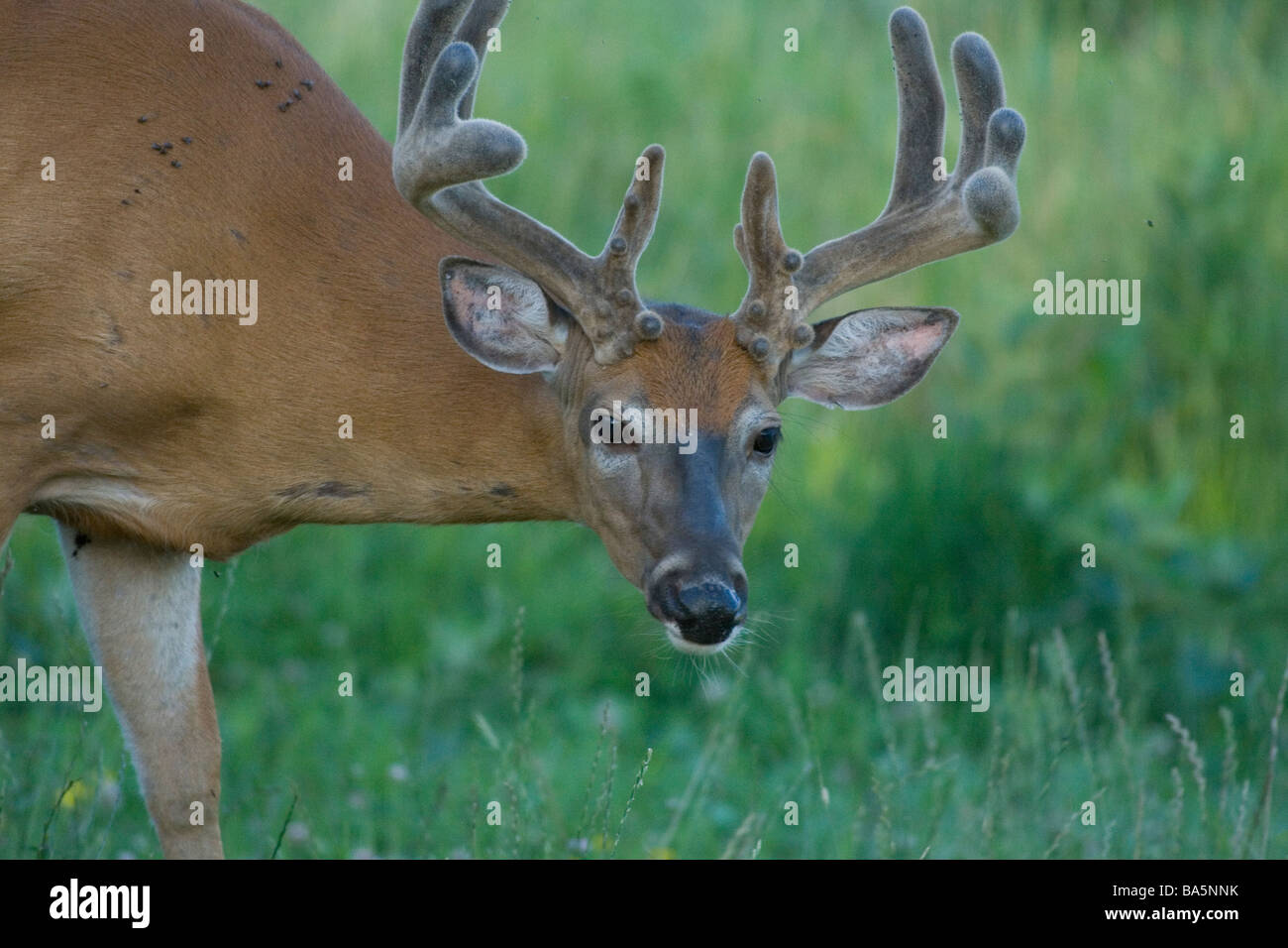Le cerf de buck avec bois en velours - close up Banque D'Images