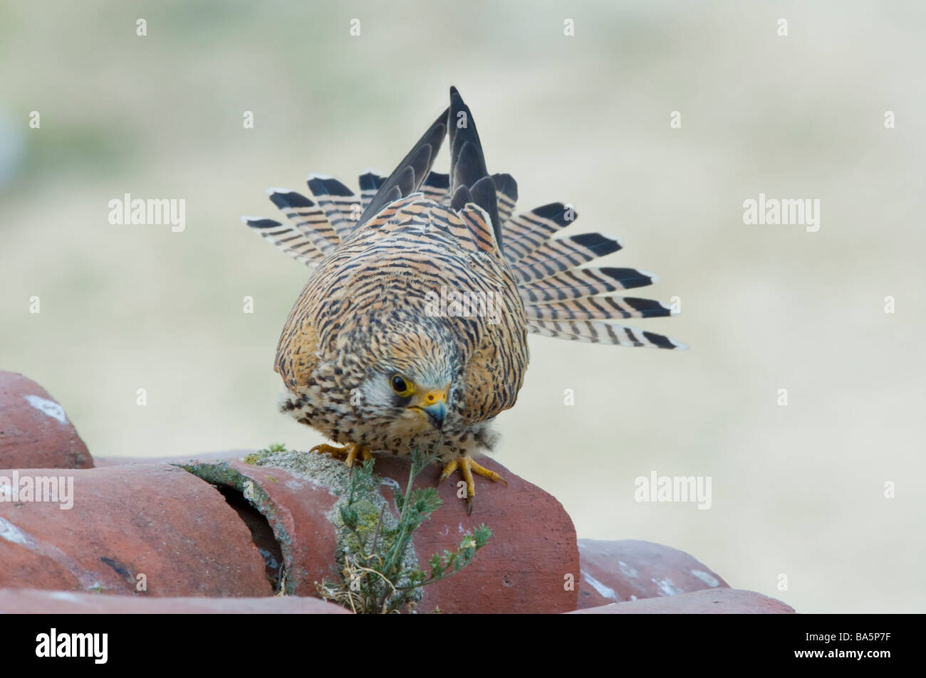 Femme Faucon crécerellette Falco naumanni Estrémadure Espagne Banque D'Images