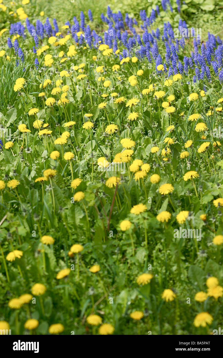 Pissenlits et de jacinthes sauvages dans un jardin anglais au début du printemps. Banque D'Images