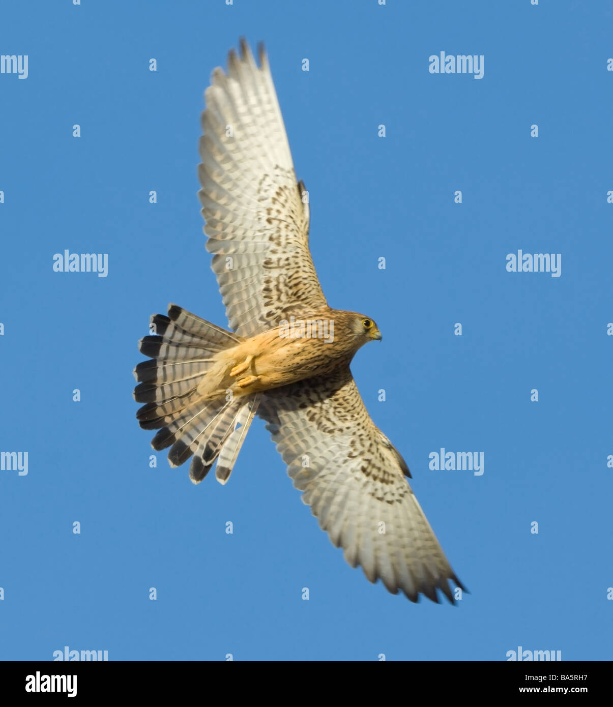 Faucon crécerellette Falco naumanni Estrémadure Espagne Banque D'Images