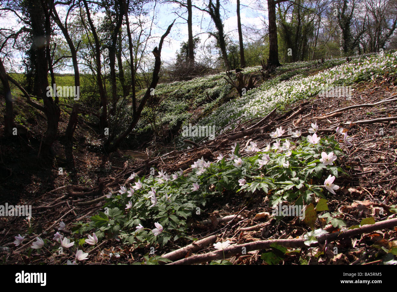 Anémone des bois anemone nemorosa bois tapis une ride ou un chemin au printemps Banque D'Images