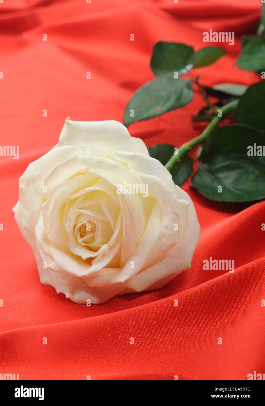 Satin Rose sur une fleur portant sur du matériel efficace Banque D'Images