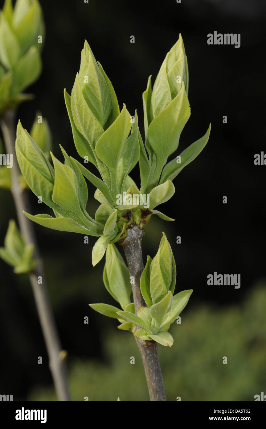 Syringa vulgaris lilas commun reservoir Scarsdale NY USA Banque D'Images