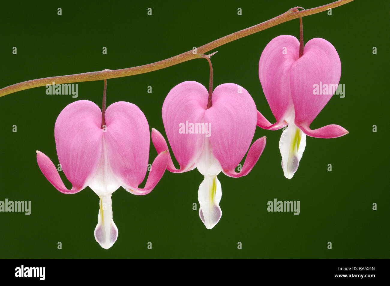 Dicentra Spectabilis Coeur Aqueux Fleur Fleurs Dornement