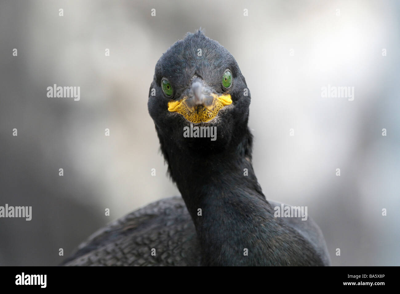 European Shag Phalacrocorax aristotelis regardant droit devant sur les îles Farne, Northumberland, England, UK Banque D'Images