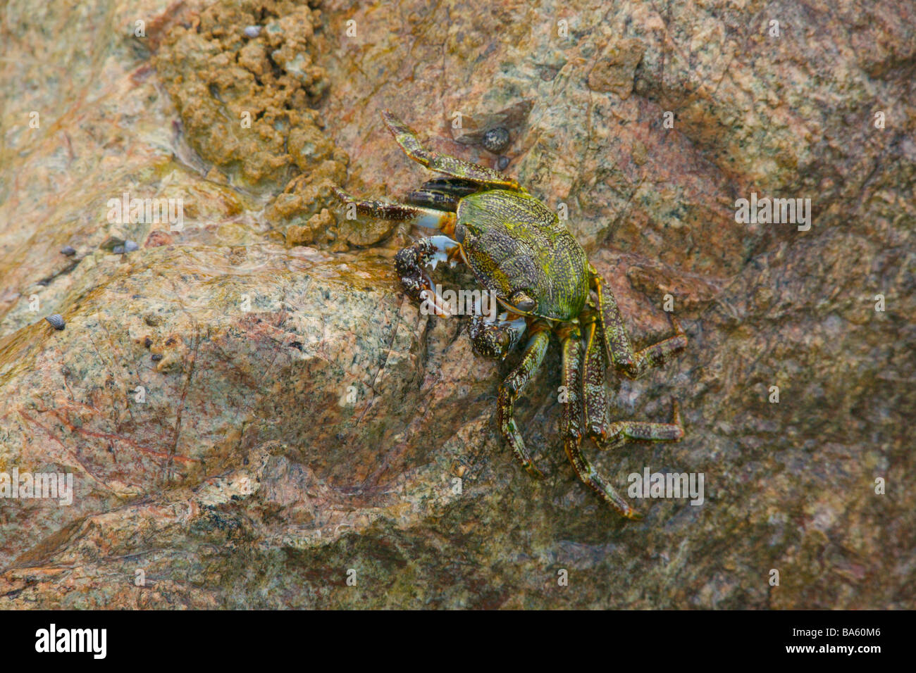 Crabe de saut sur un rocher trouvé dans la côte ouest de la Barbade plage près de 'St. Lawrence Gap' Banque D'Images