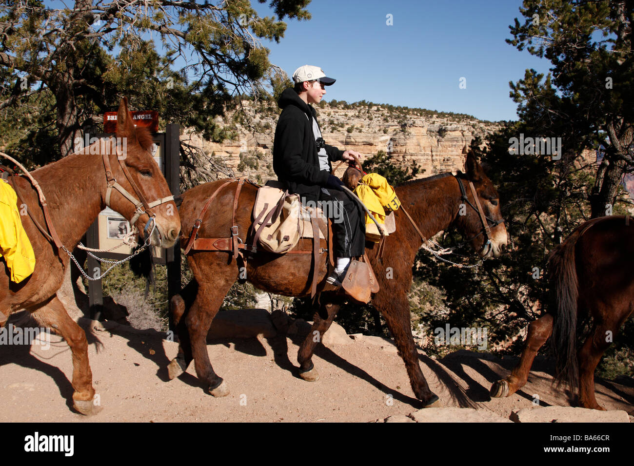Grand canyon mule ride Banque de photographies et d images à haute