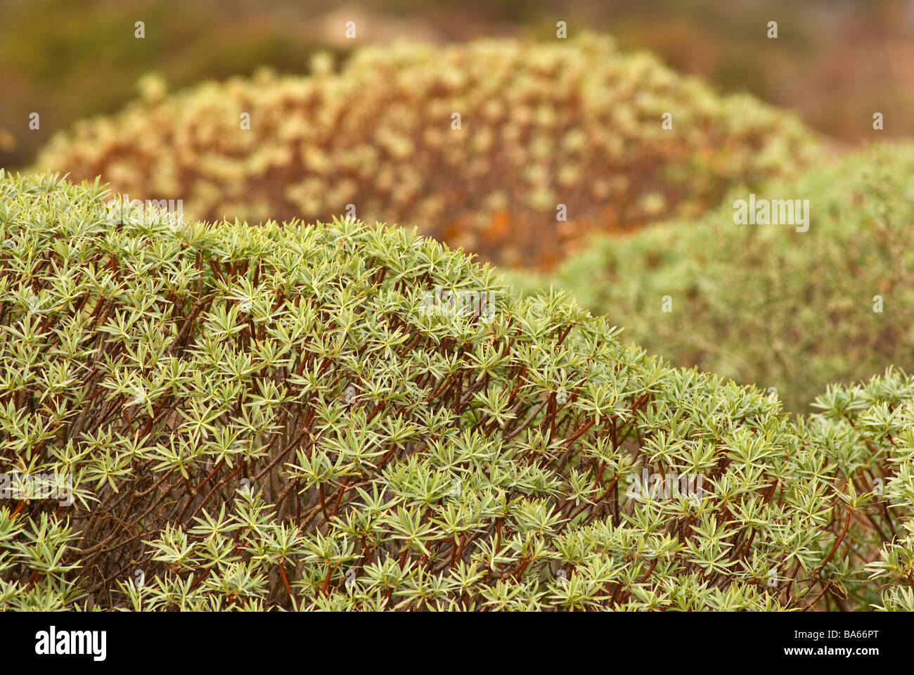 L'euphorbe ésule Euphorbia dendroides, arbre, Euforbiaceae l'île de Capraia, Toscane, Italie Banque D'Images